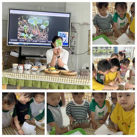 【拥抱春天•播种希望】——天虹幼儿园种植活动