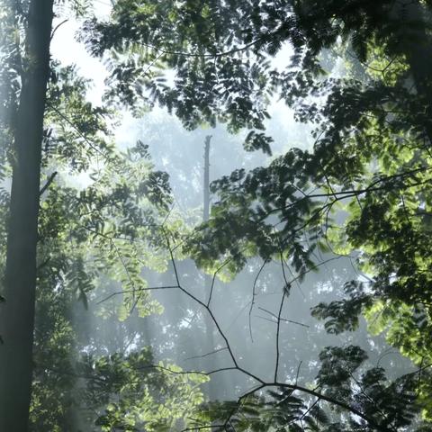 北研大自然幼儿园——芽芽二班线路课程《藏在森林里的精灵》