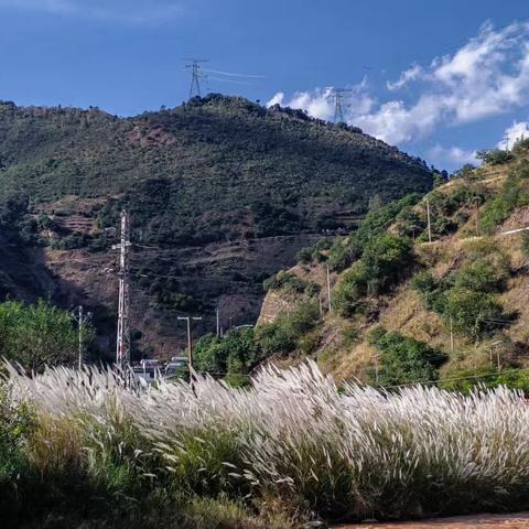 烟水茫茫 芦苇花飞