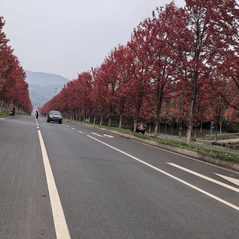 秋日漫步：鱼形山红叶采风记