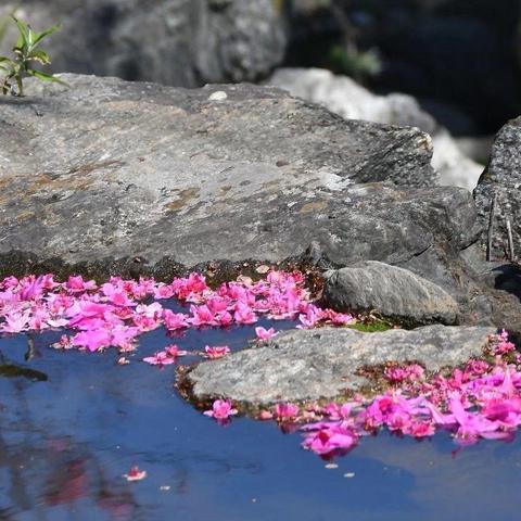 钗头凤·春花