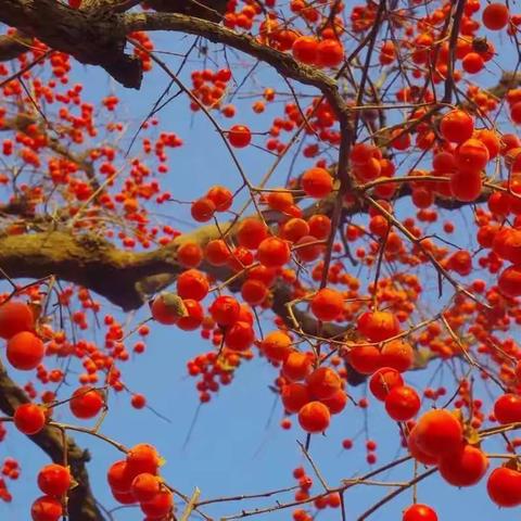 展课堂风采，促新秀成长——范县第一小学数学公开课（二年级）