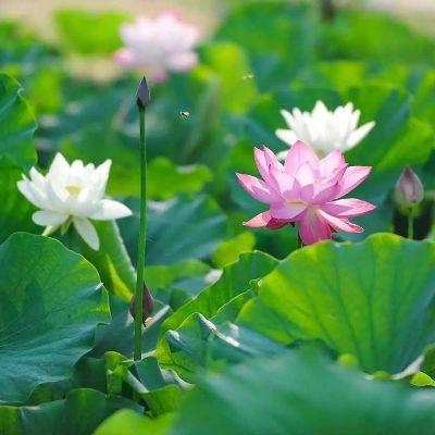 华兴物业蜀镇一期尚楠湾物业服务中心-6月第四周简报