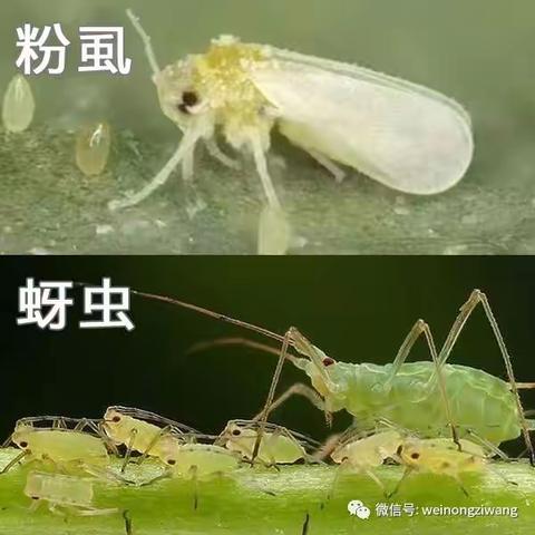 噻虫胺的作用特点及防治对象