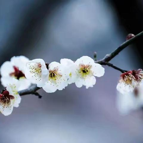 灵蛇启智春意闹 少年逐梦新征程 ——实验中学“蛇年启智，少年扬帆新征程”升旗仪式活动小记