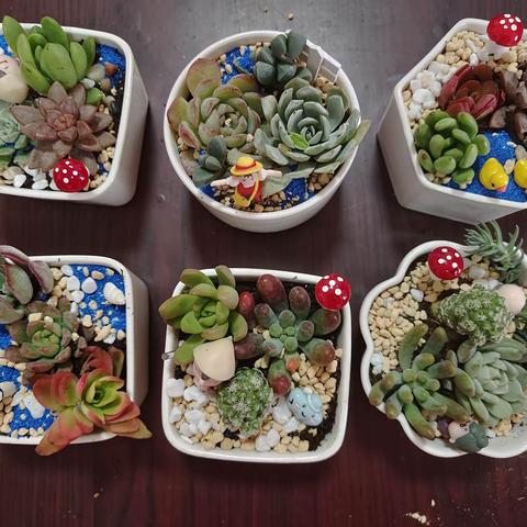 多肉添彩，种下美好