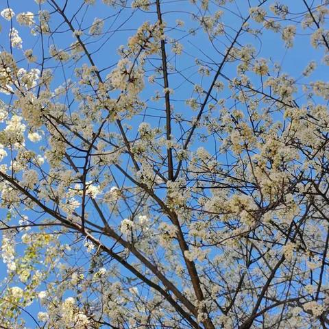 2023-2024学年下学期峨山县大龙潭小学毕业班管理工作会