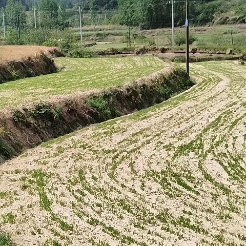 提质增效调结构、推广种植中药材