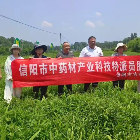 信阳市农科院党组书记钟思志到光山县鑫灿实业有限公司指导中药材种植