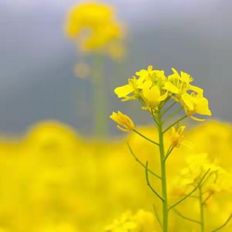 菜籽油怎么选？囤货季选油，认准长安花菜籽油