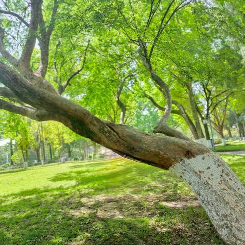 爱心标牌 挂“树”成景——北门小学三（5）班“爱绿护绿”实践活动