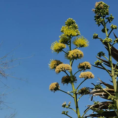 2024年元月16日阳光米易游记