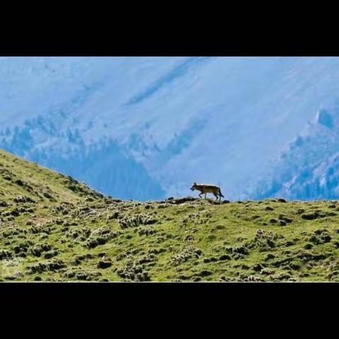 走进群居动物中最有秩序、最守纪律的族群——狼🐺