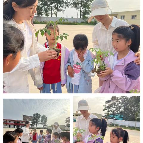 朝阳幼儿园和玺分部中一班班级特色活动——番茄成长记