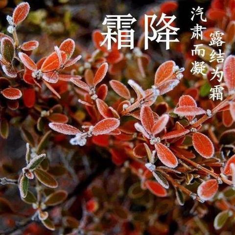 朝花幼儿园世华泊郡园｜霜降至，露成霜