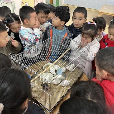 【你好呀，芦丁鸡】高新区城区中心幼儿园（区直园）小四班活动课程（第15期）