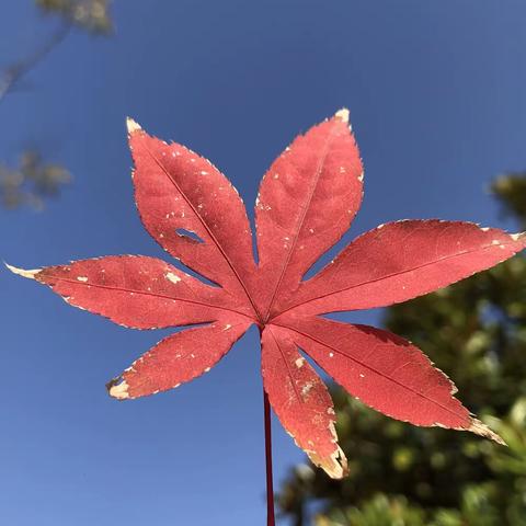 嘿！一起秋游吧🍃爱迪儿幼儿园秋游记👏👏