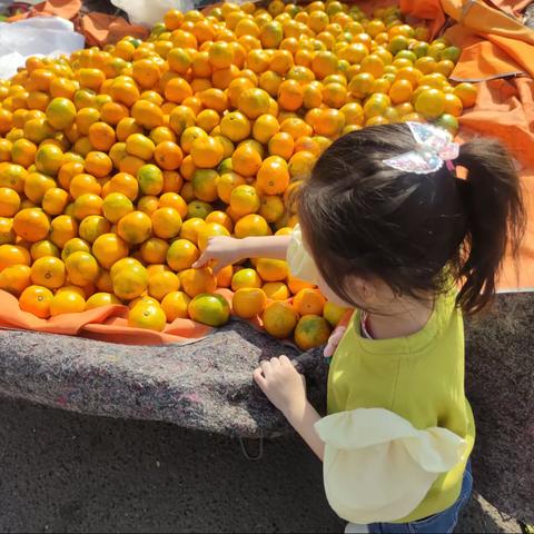 小四班生成课程 《你好小橘子🍊》——Part1 活动预热