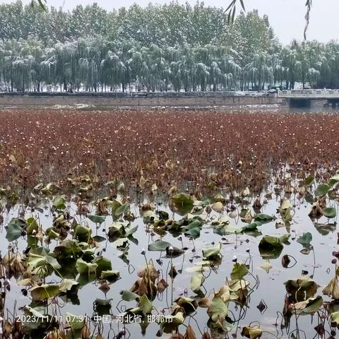 2023年11月11号广平雪景