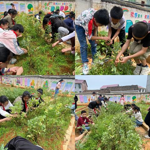 “党建引领劳动，食育促生成长”—记坊楼中 心小学六一班食育工坊课