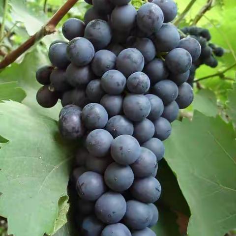 品味阳光的味道，享受葡萄的甘甜。