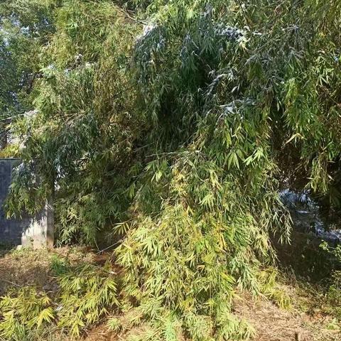 《源枫村文明实践站》低温雨雪安全隐患排查活动