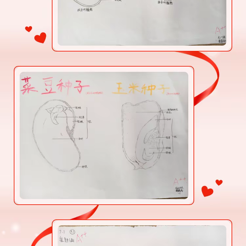 七一班作品展示：《种子的结构图》实践作业成果