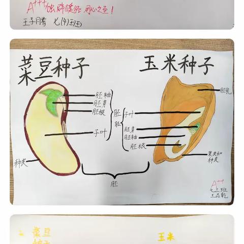 七三至七六班作品展示：《种子的结构图》实践作业成果
