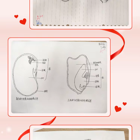 七二班作品展示：《种子的结构图》实践作业成果