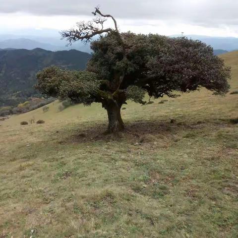 宁蒗县海拔3800米的光头神山。