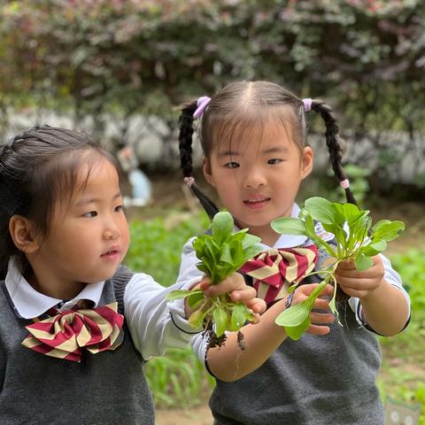 种植活动（上） ‍     我们的小菜园