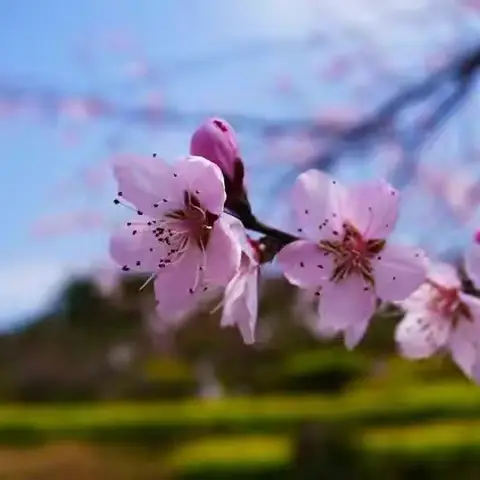 朝花夕拾，组诗鉴赏