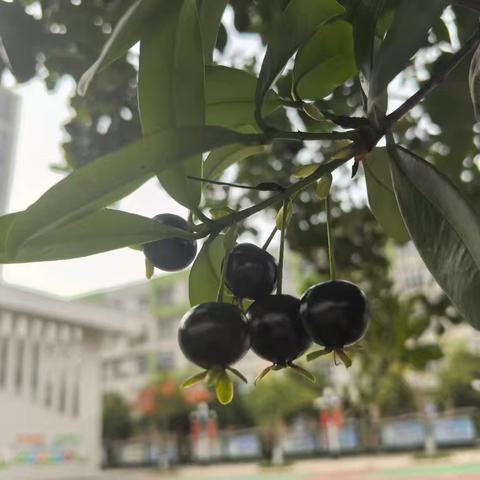 夏日护学，爱满时光——记三（17）班家长志愿者活动