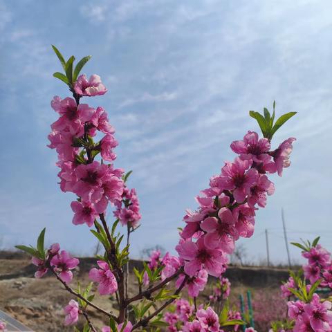 桃花树下话梦想