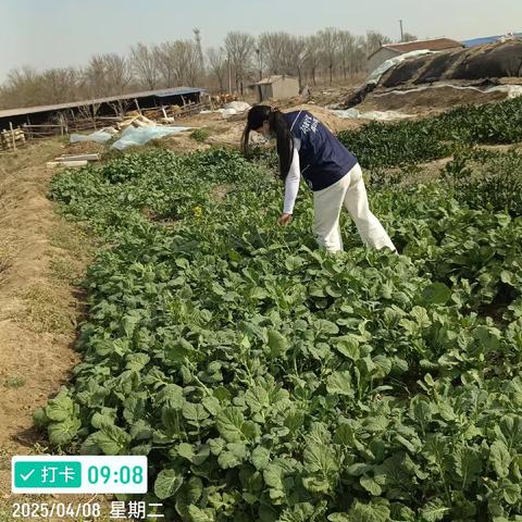 排查罂粟种植 筑牢禁毒防线
