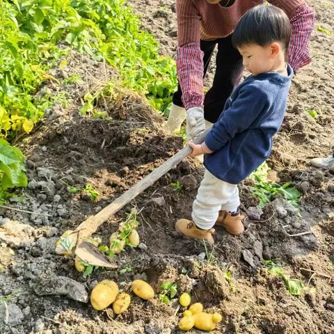 2025年1月19日，奥利奥到郊外田野体验“锄禾日当午 汗滴禾下土”的劳动成果