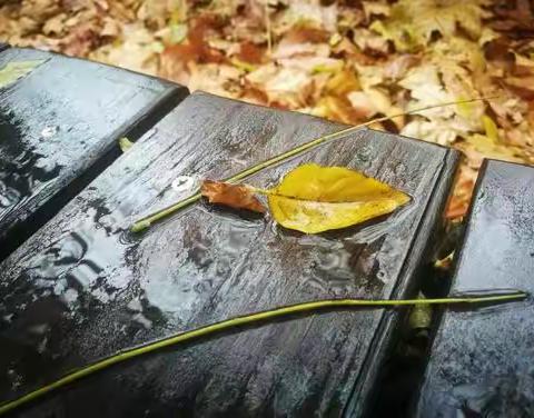 秋雨