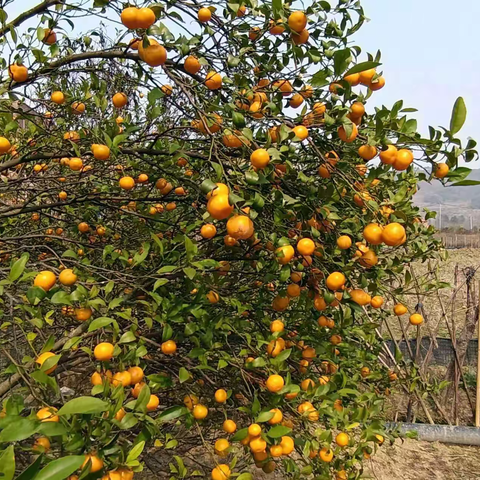 新田新圩万年村：柑橘仍红 致富有招