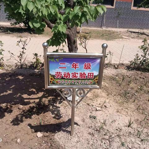 “种植进校园，劳动促成长”——开封市禹洲希望小学二年级劳动种植实践活动纪实