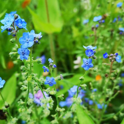 一花一世界——琉璃草