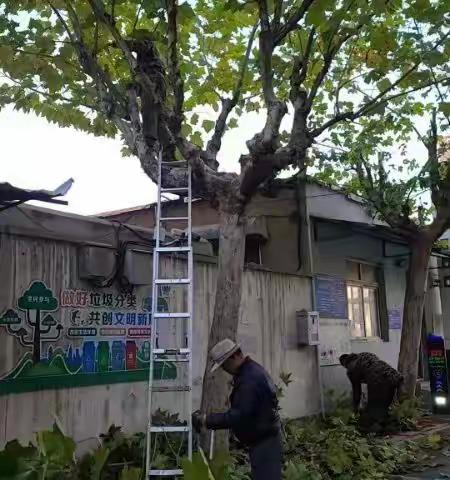 【幸福历城·群众满意】【新时代文明实践】【北全福社区城管工作站】冬季修剪正当时 “剪”出树木好精神