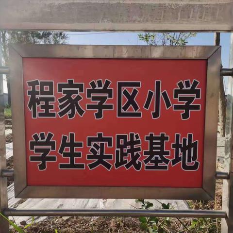 劳动实践基地 生活大舞台——程家小学“小菜园”实践基地活动记录