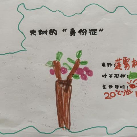 锦地幼儿园植物乐园之莲雾树