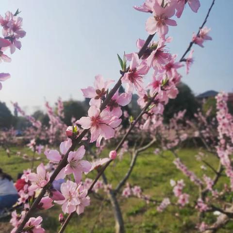 陌上花开，“语”你选材，——记万和实验学校语文示范课《选好材，写好文——怎样选材》