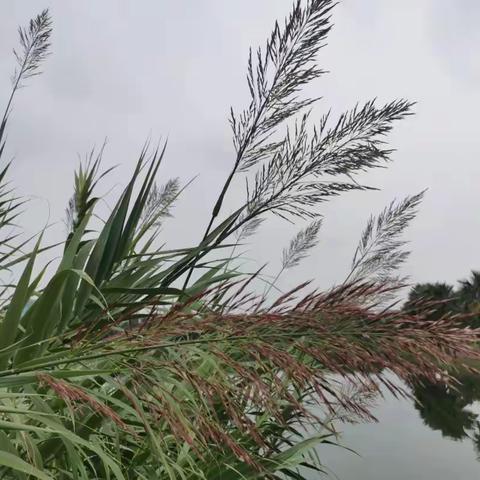 诗歌小辑（八十一）学会与命运和解、对生活妥协