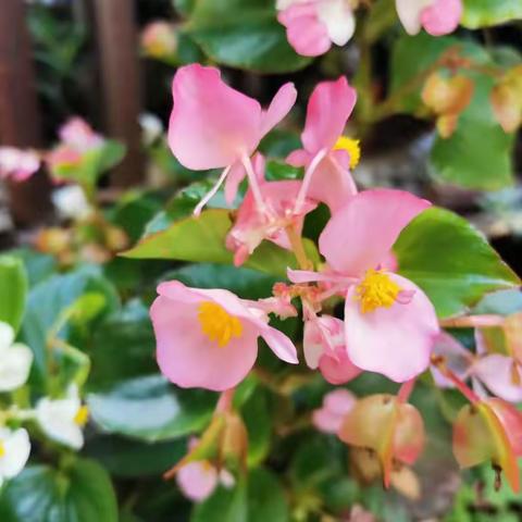 诗歌小辑（八十三）望山河辽阔，赏人间烟火