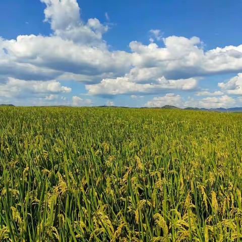 诗歌小辑（八十六 ）痴情花，相思草