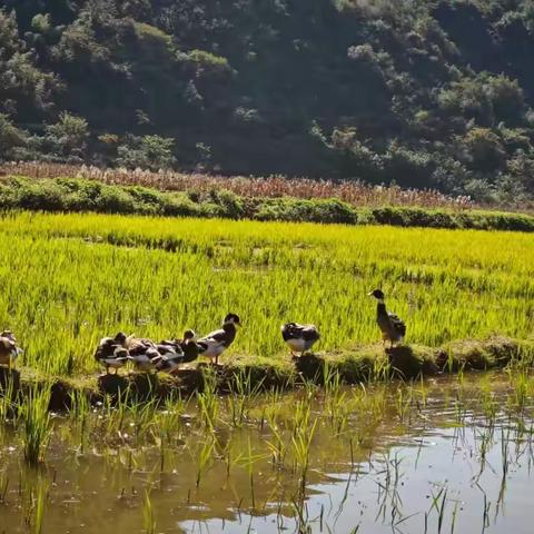 诗歌小辑（八十七 ）把酒葫芦挂上太阳的鬃毛