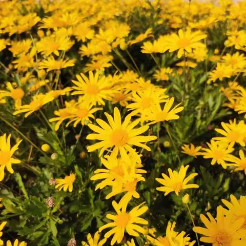 诗歌小辑（八十八）夜的浑浊，在纯真的眼睛里，清澈