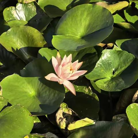 诗歌小辑（九十）选择泥土作为春天